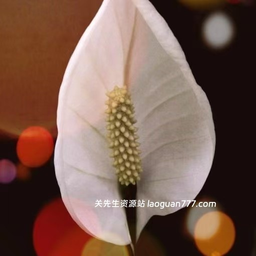 lytlwf586的头像- 关先生资源站