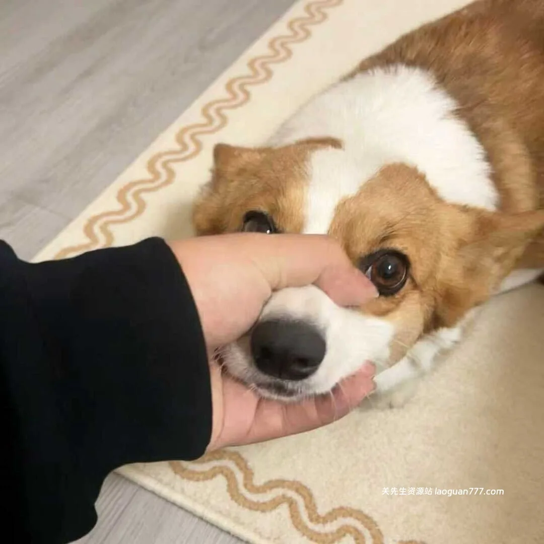 想减肥的喵喵的头像- 关先生资源站